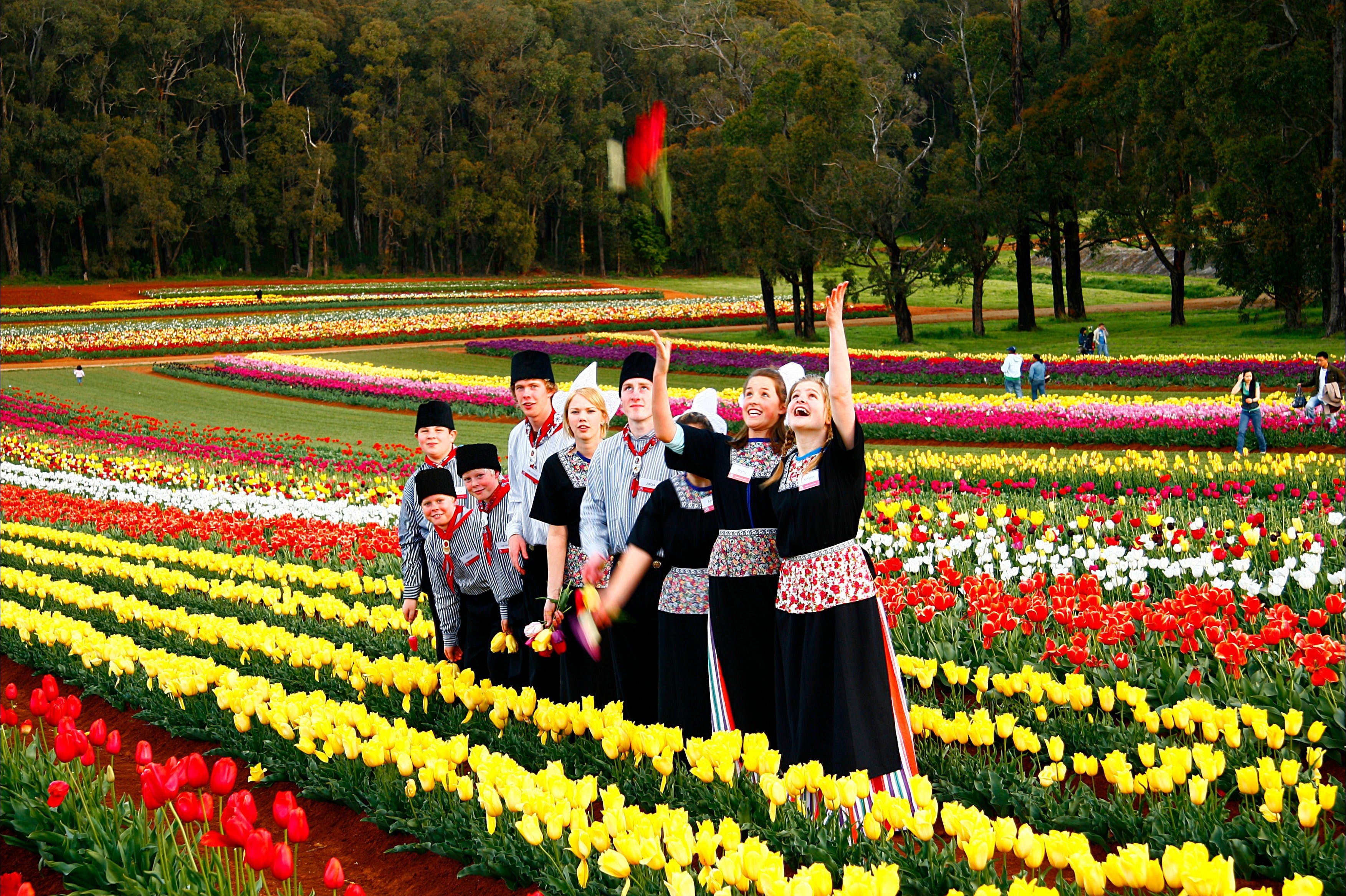 Tesselaar Tulip Festival Visit Yarra Valley & Dandenong Ranges