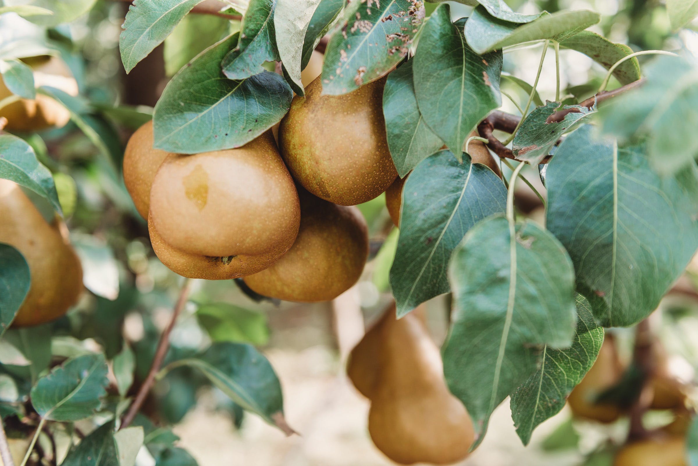 24F5314331C16E1C57Df017Cc9Ffe0B1