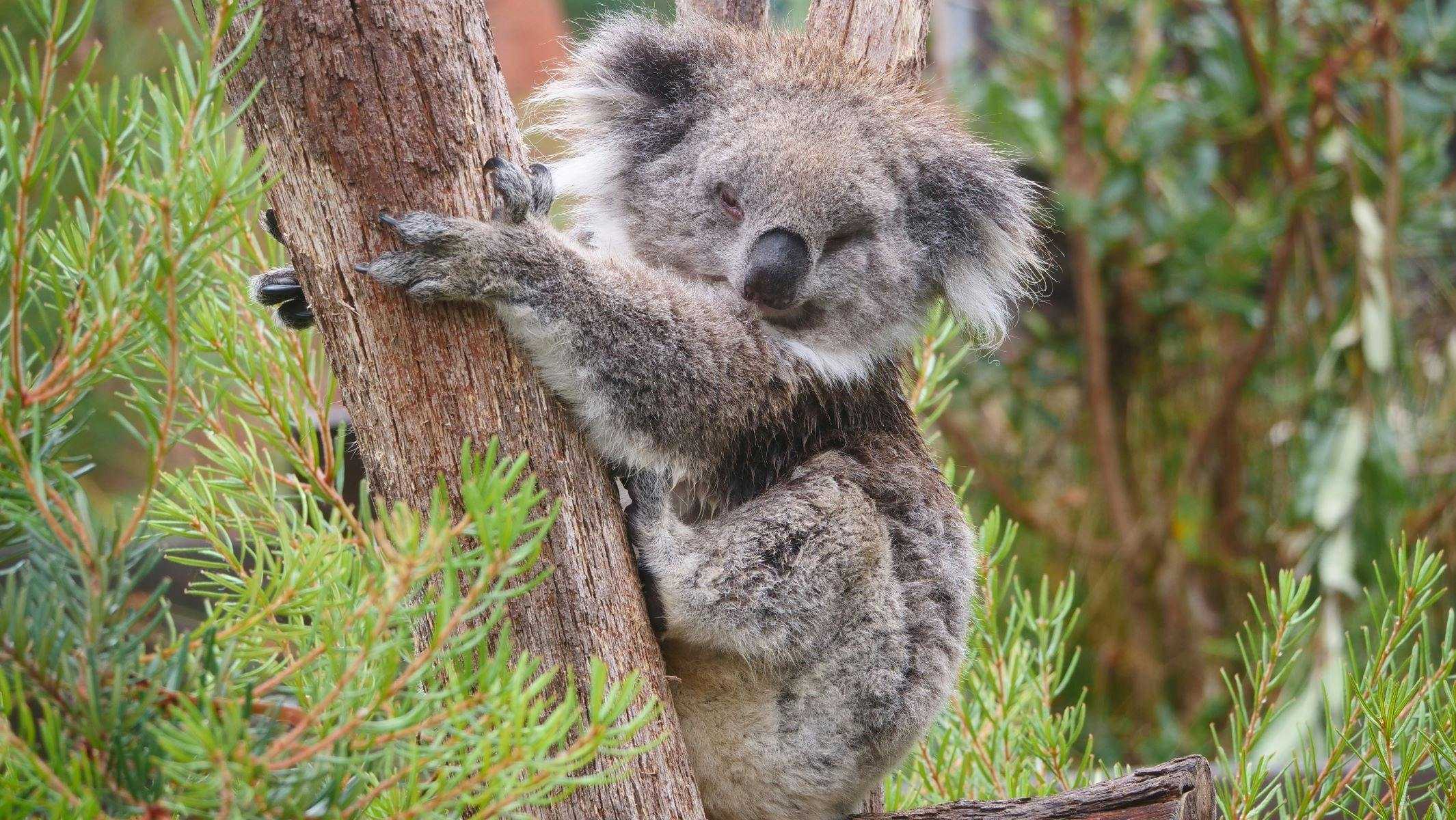 2C1D4E4Ab1407B8C385Da250165D2Cbf