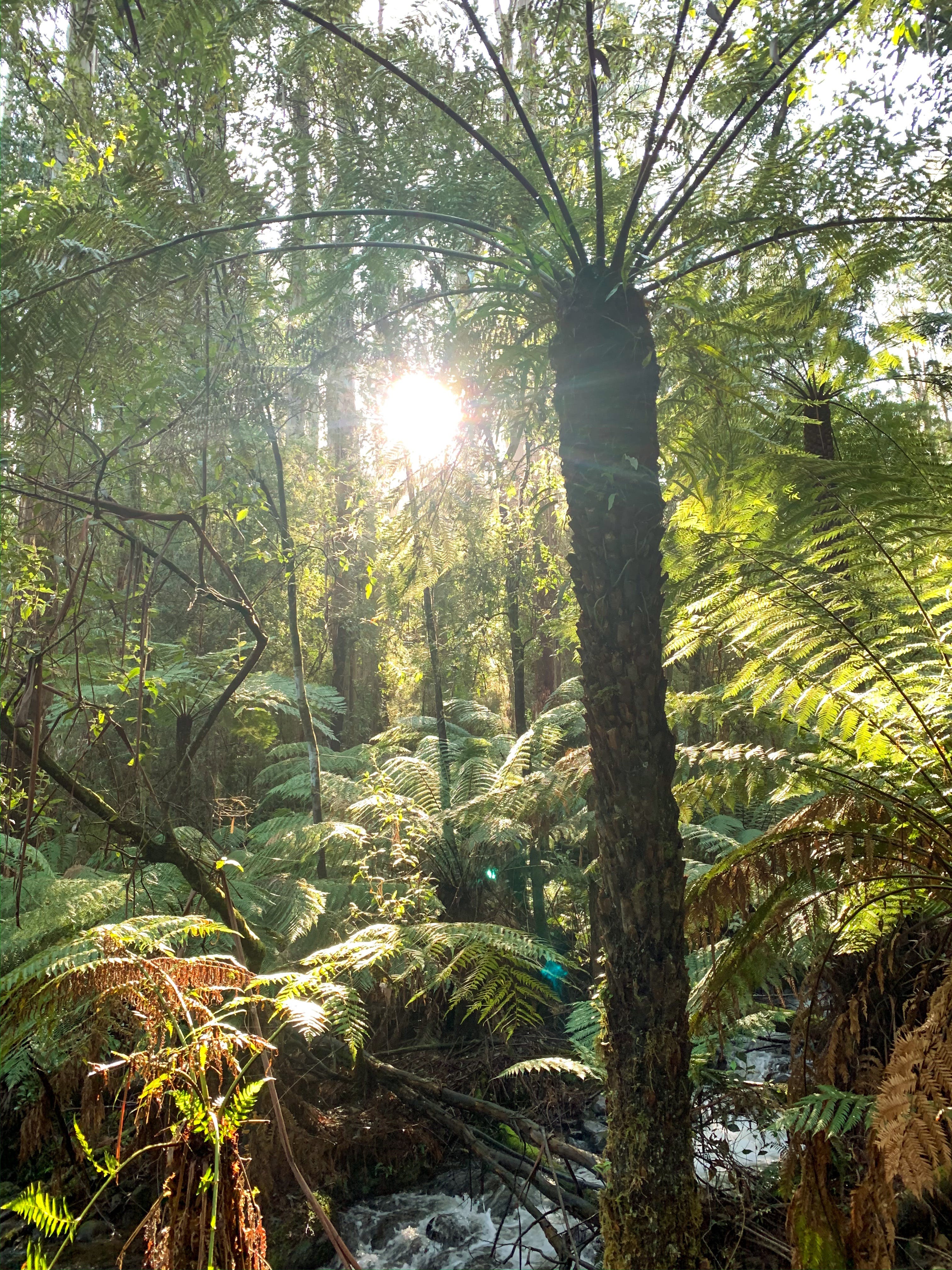 Bike And Hike | Visit Yarra Valley & Dandenong Ranges