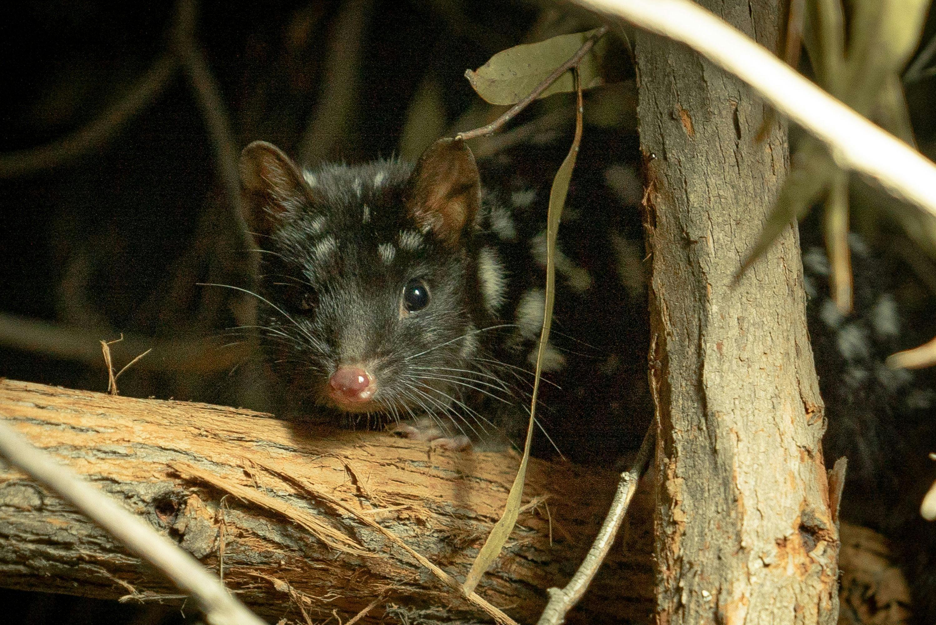 31Ce3Ebe1Ad06Eb2071E5E4837C492B6