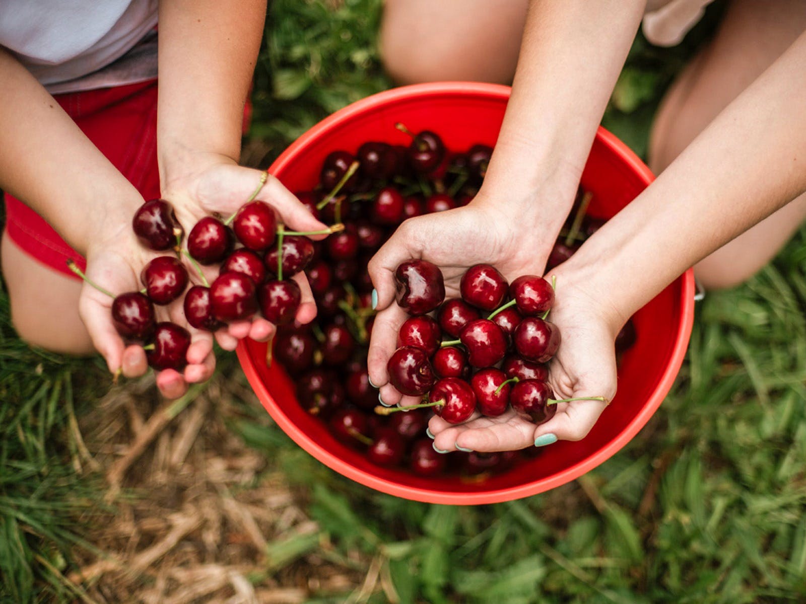 Cherry Picking at CherryHill… Visit Yarra Valley & Dandenong Ranges