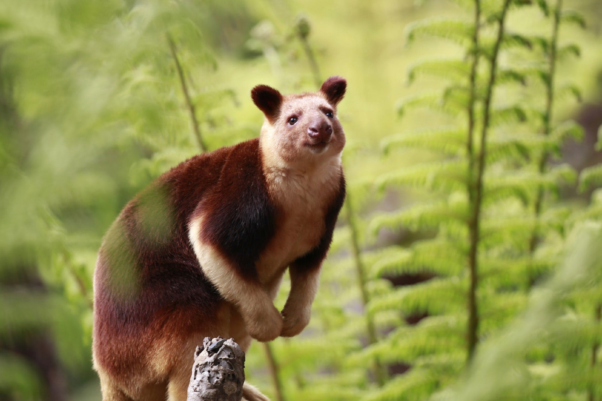 43Fd7B0Ca76268D90B275Ff9F5Decd40