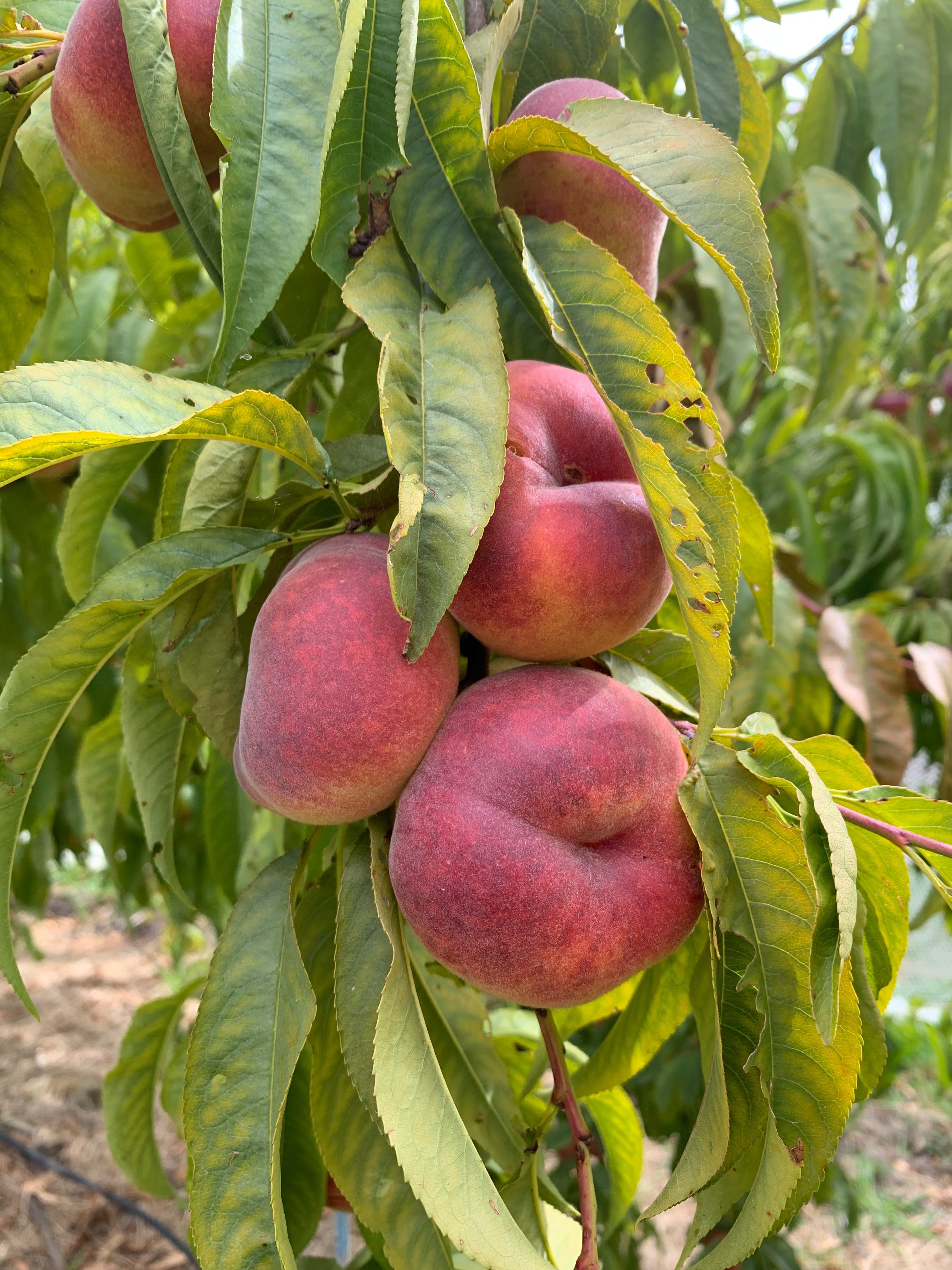 4E42D45A09913A0Bf412973Afbb828E0