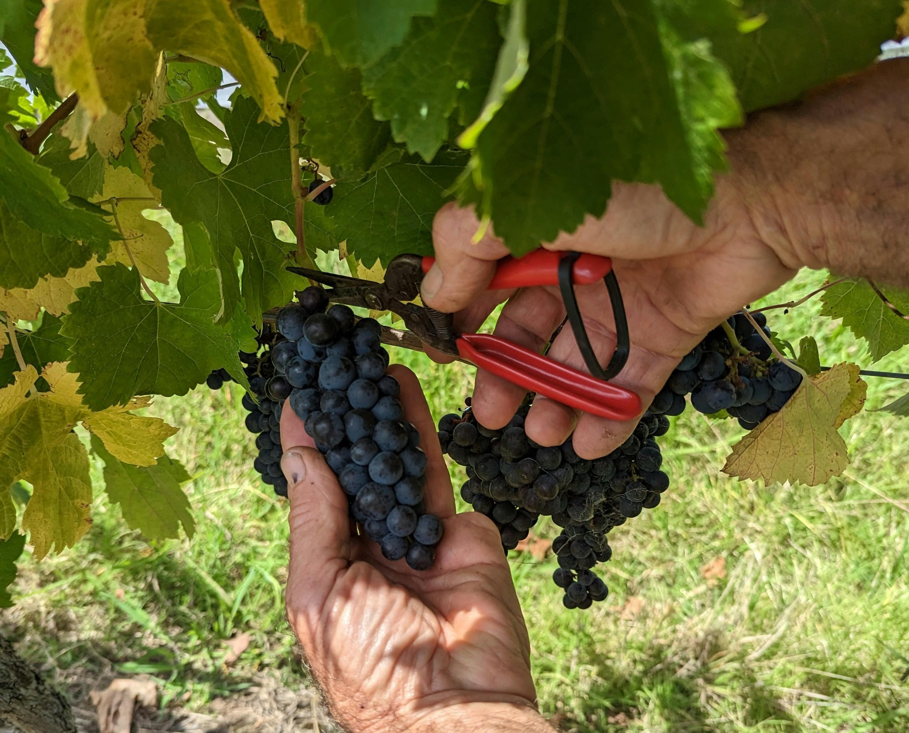 5000E4C596Dbf11E2D376788Aad65A03