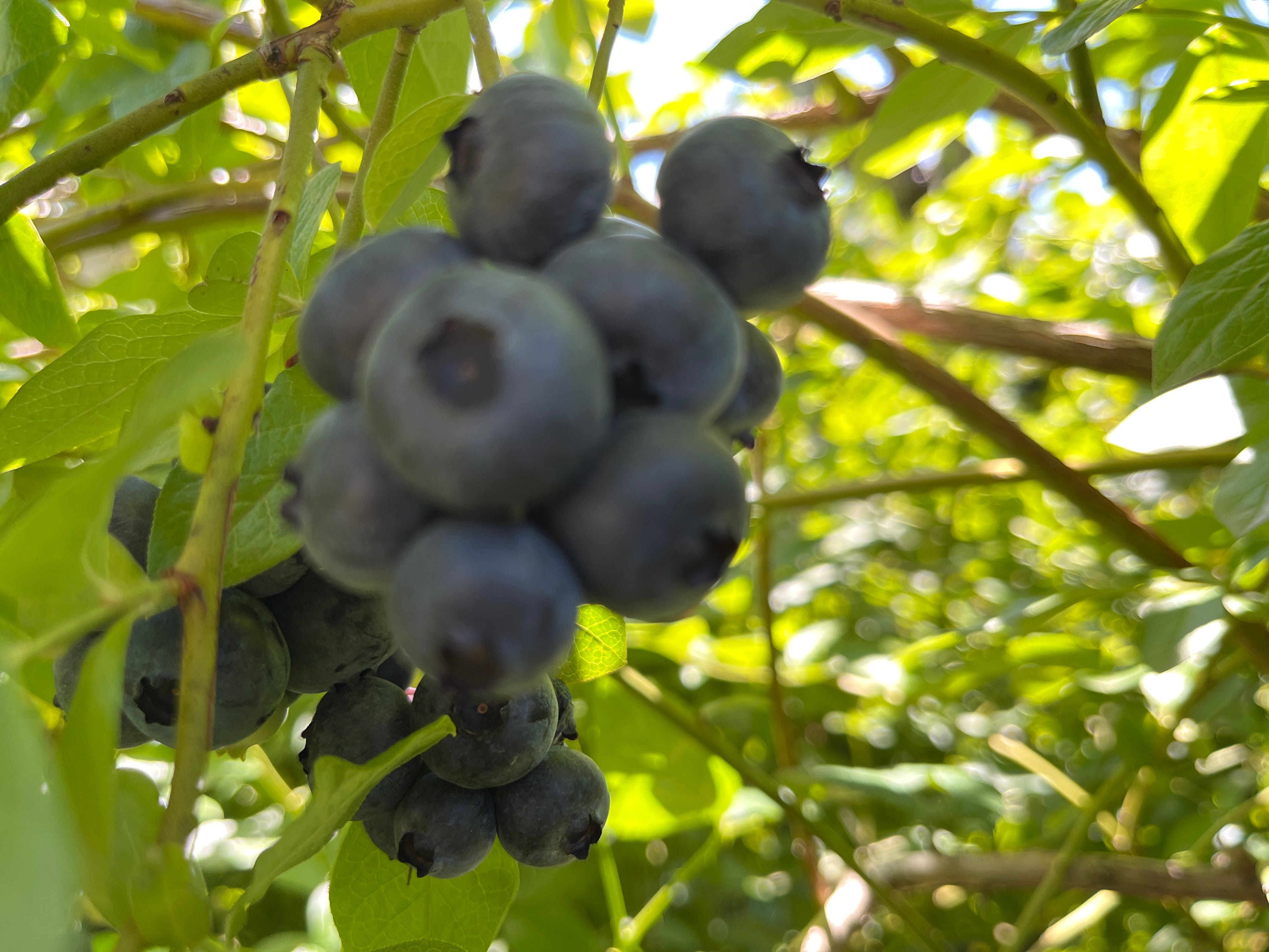 52F73B36478D99217270924199A1207C