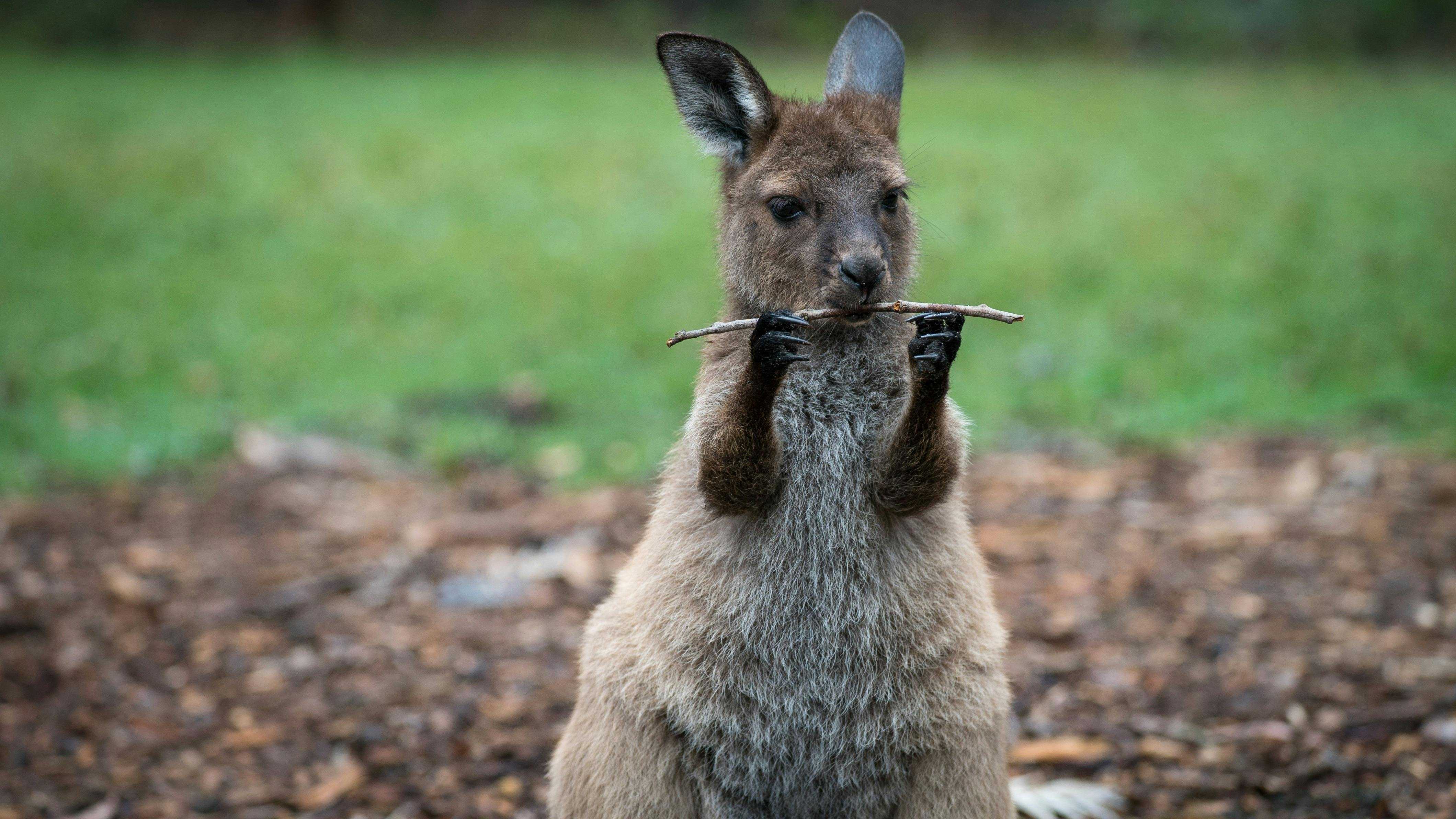 5555B8A738E15681C6Deb7B8E21183Af