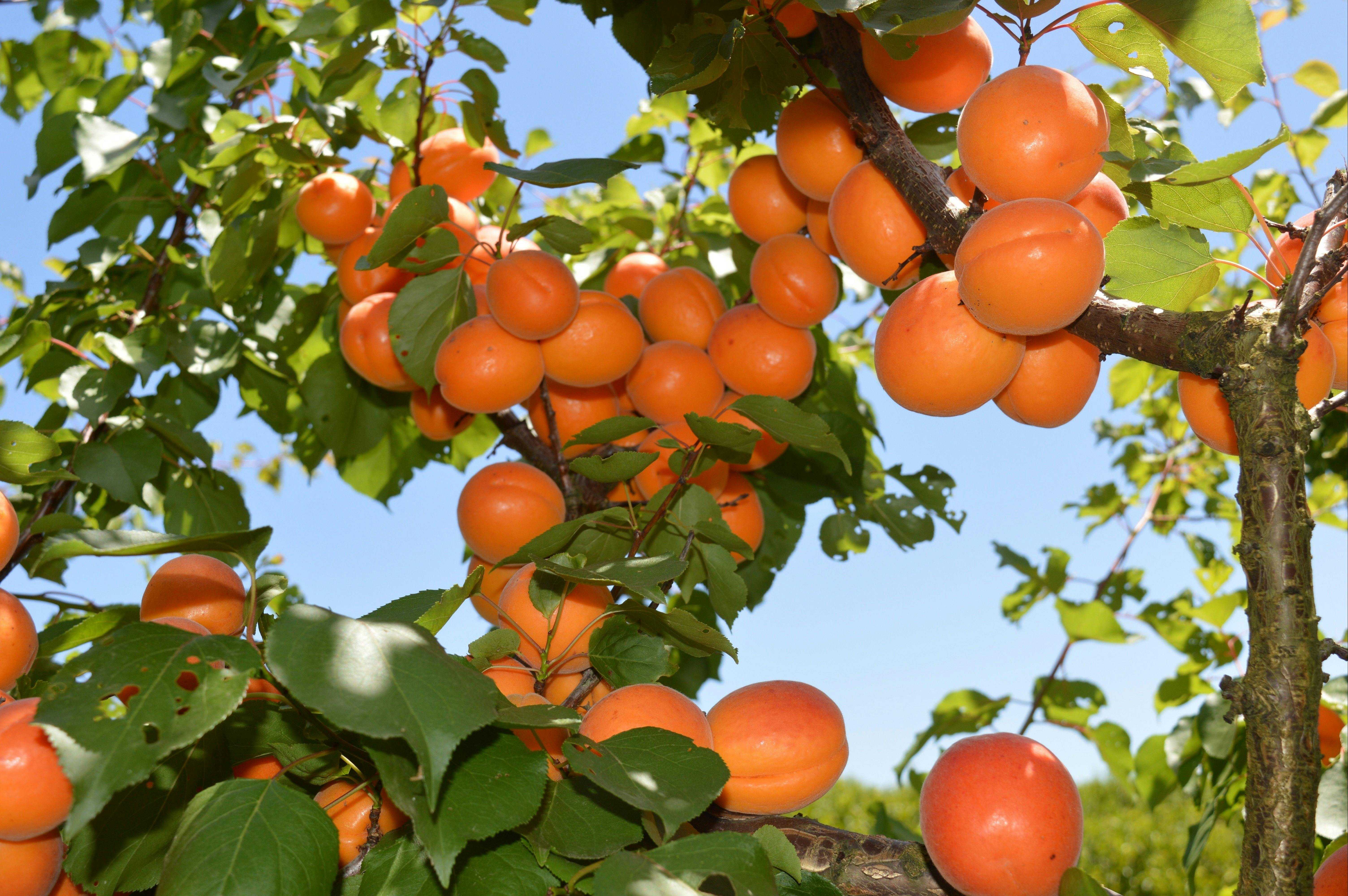 6E80Aa6F4B2C54F36F96B68A1Ada495B