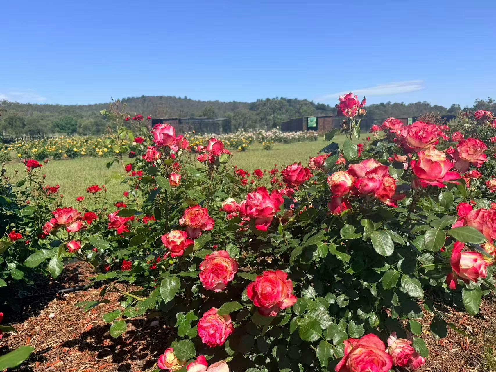 72786B2168C7Ffc18E069F0492D8F8B7