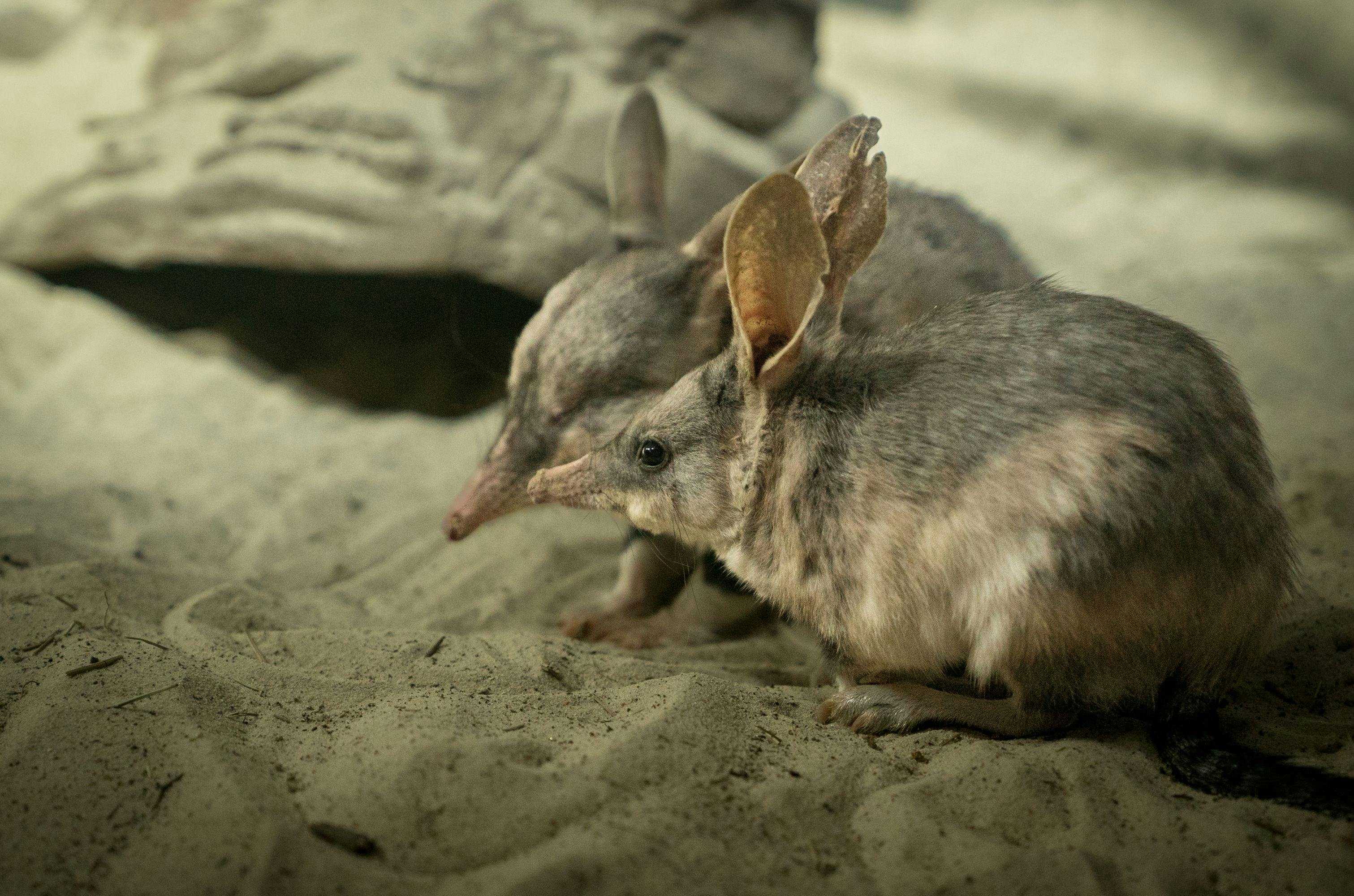 8F8Bf637E7693E55032259Dc645Fcdcf