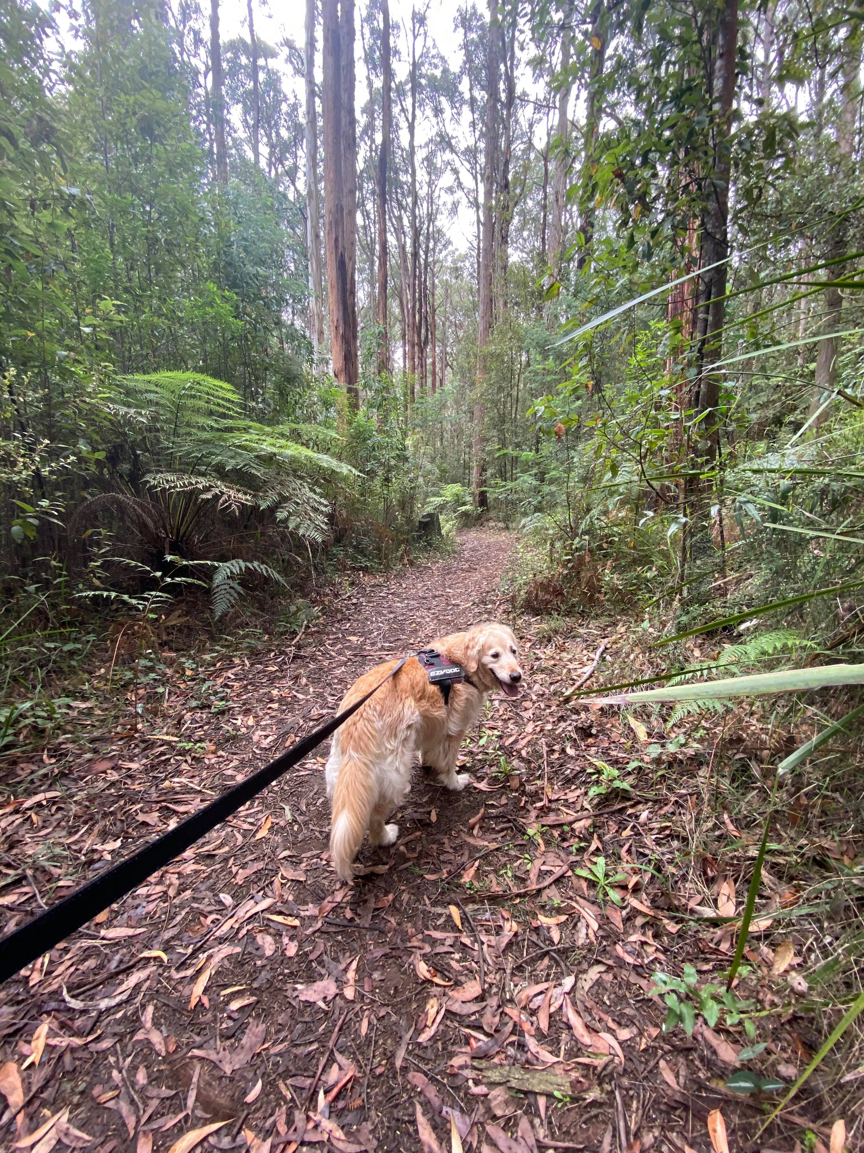 945763040Ee731884C31Fd4F2B2Af2Cf