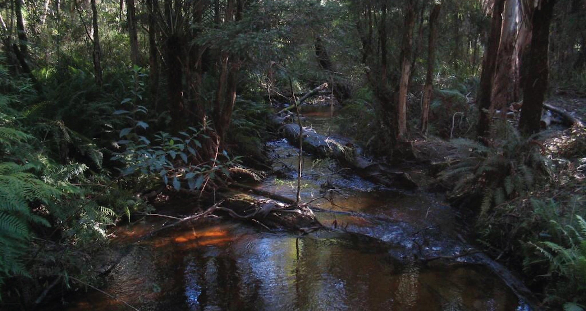 972Cfef005264A80F0706Fdd132Fc5C0