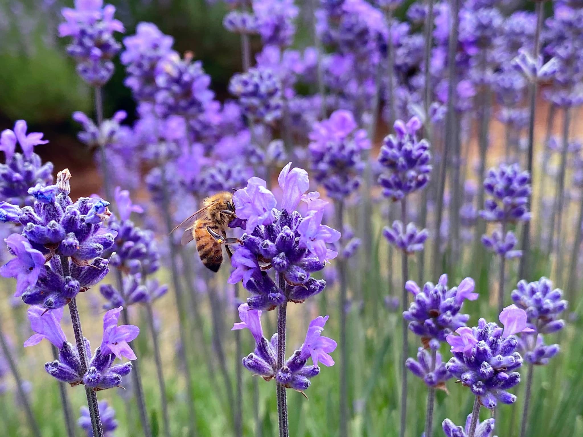 986Aac95104Aed7D35A84E94632Bfb7A