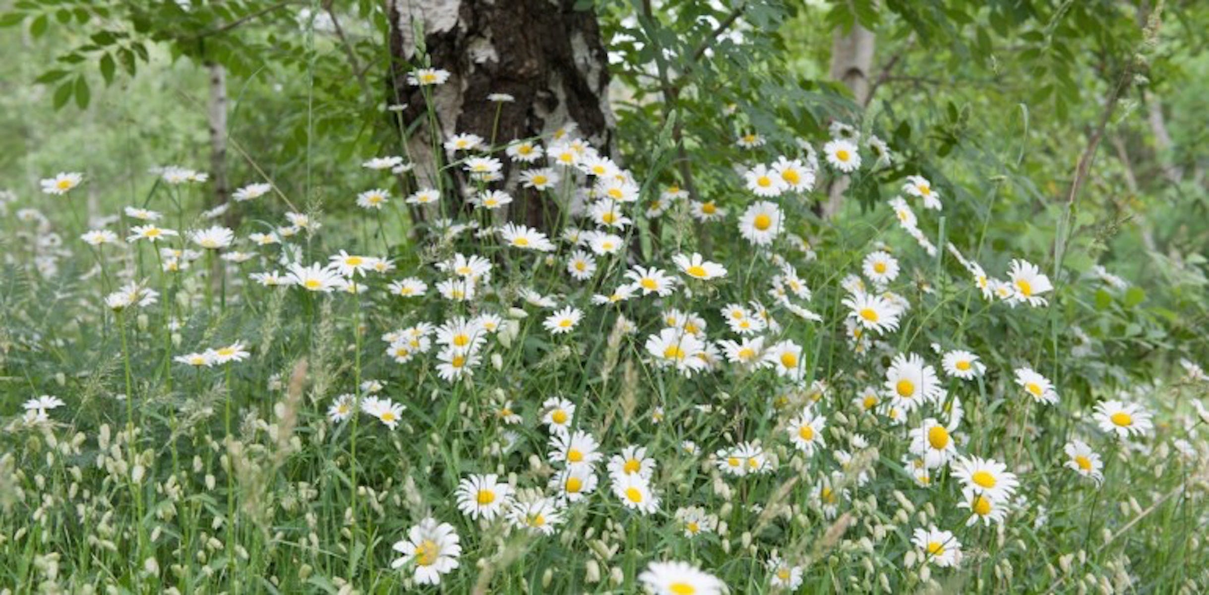 9Ea3E437Dbab2D7487472D5Fd26C60A5