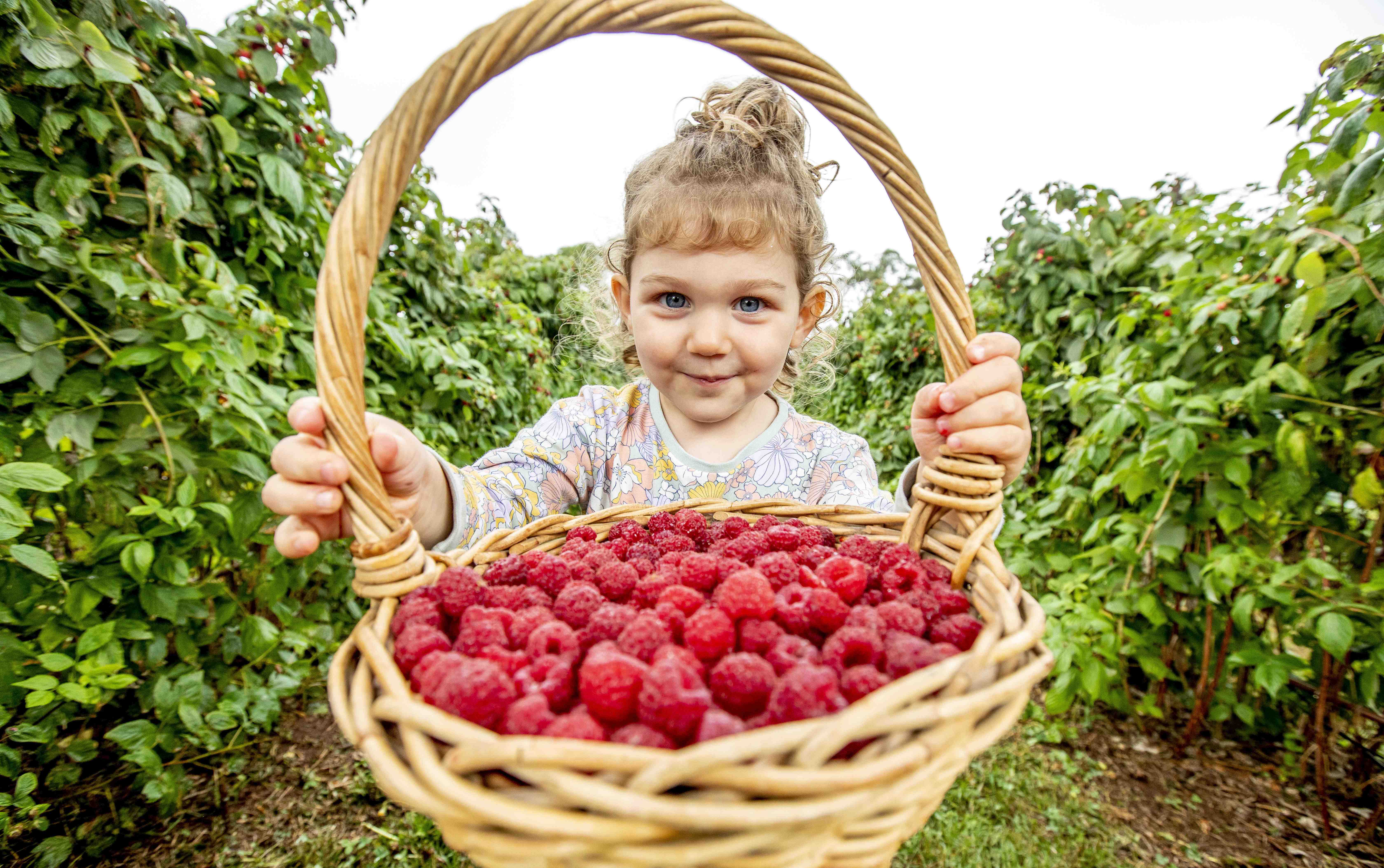 CHP Export 244064879 Wandin Yallock Farms Pick your own Raspberries Ava 3 picks a basket full of ras