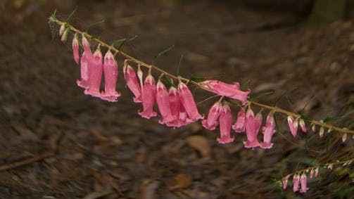 Original__9136117_Tvic_Dandenong_Ranges_National_Park_Yvdr_U_1056318_503X283_M8Pl4Nr