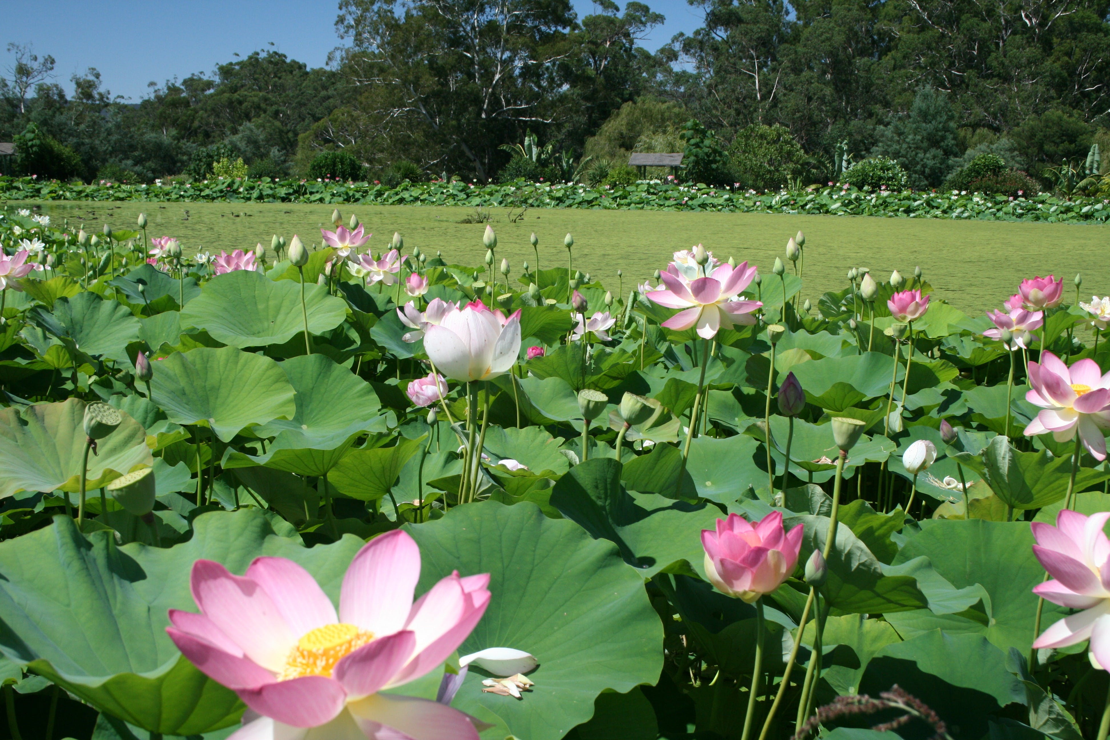 Blue Lotus Water Garden Visit Yarra Valley & Dandenong Ranges