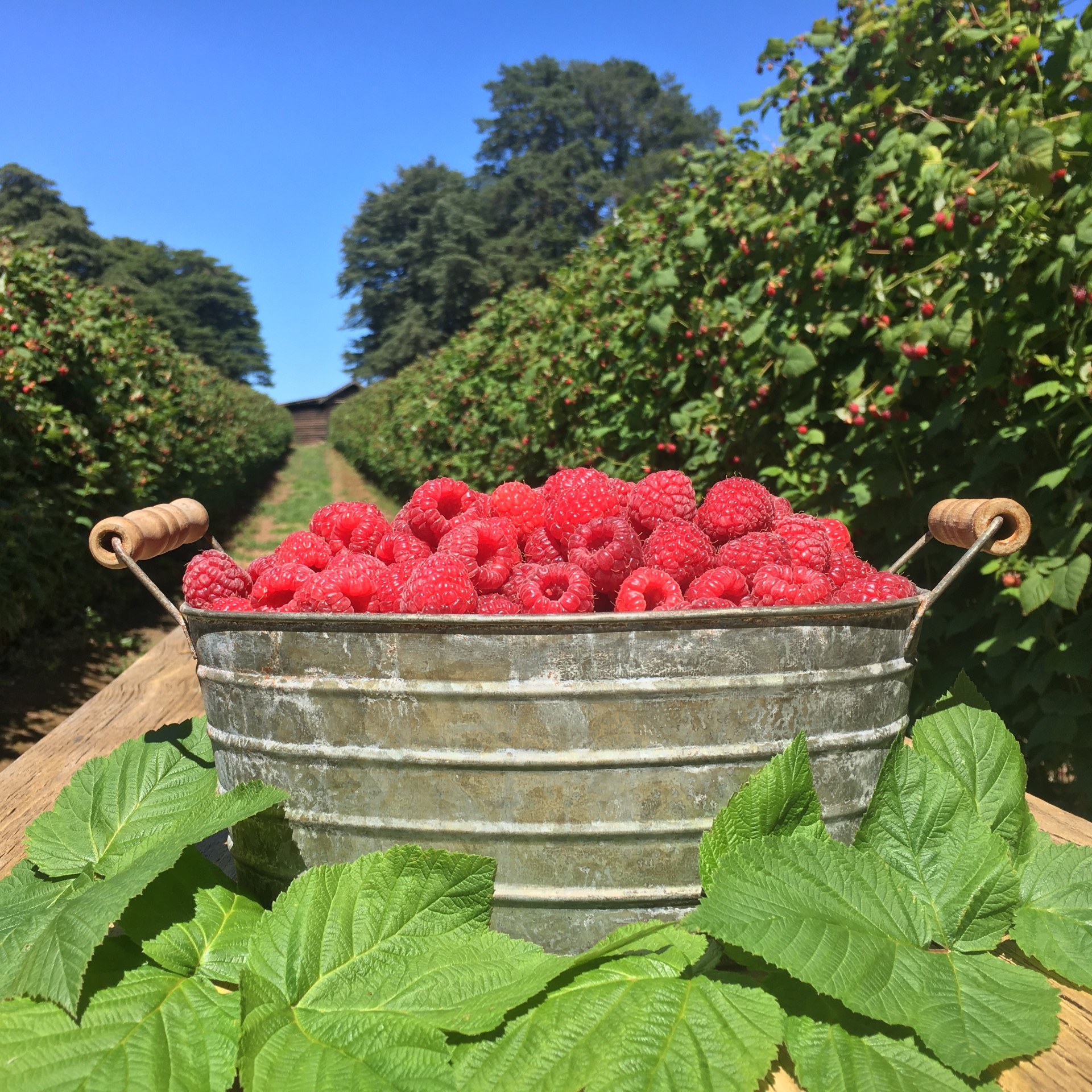 Rasberries in Tub CCM December 2019 5