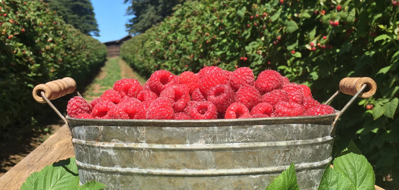 Wandin Yallock Farms Visit Yarra Valley Dandenong Ranges wandin-yallock-farms-visit-yarra-valley-dandenong-ranges