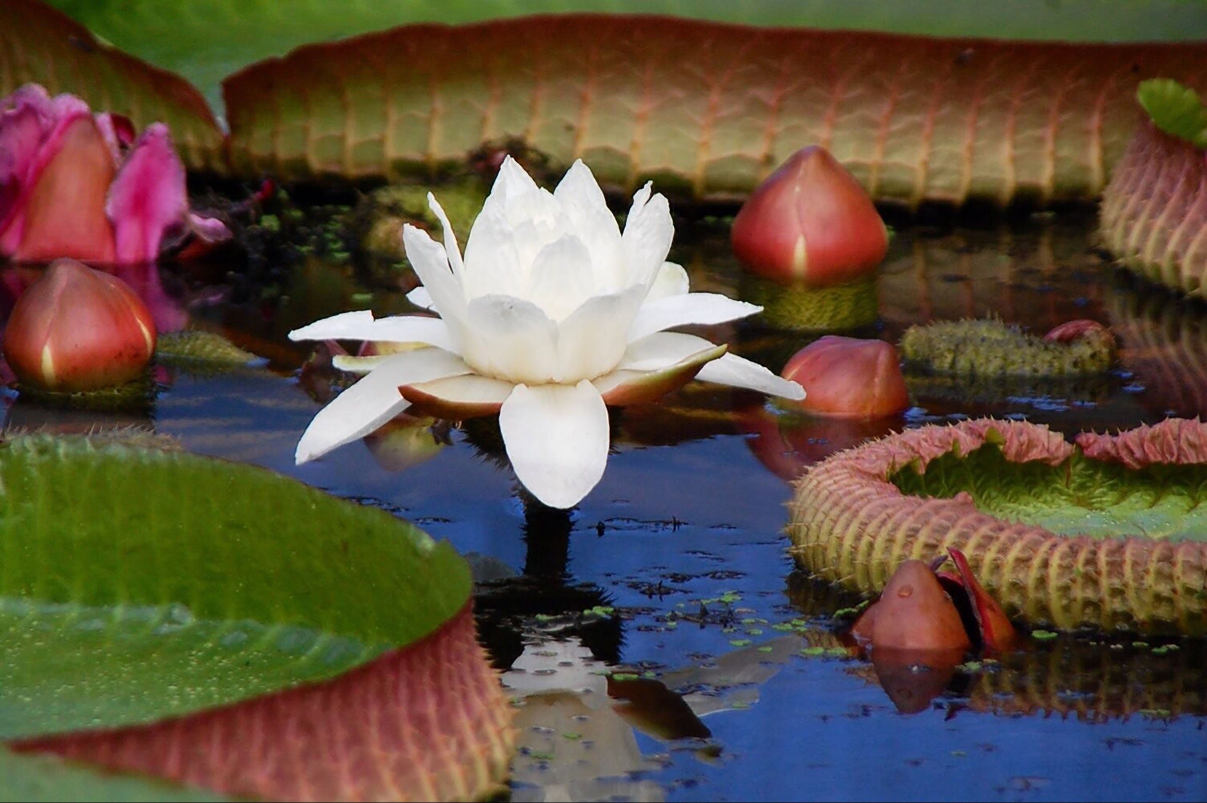 Blue Lotus Water Garden | Visit Yarra Valley & Dandenong Ranges