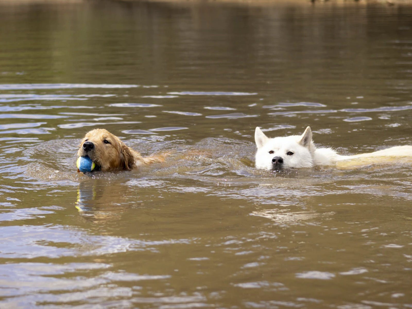 A54429D73Fba3F7E50405Ade61083B55