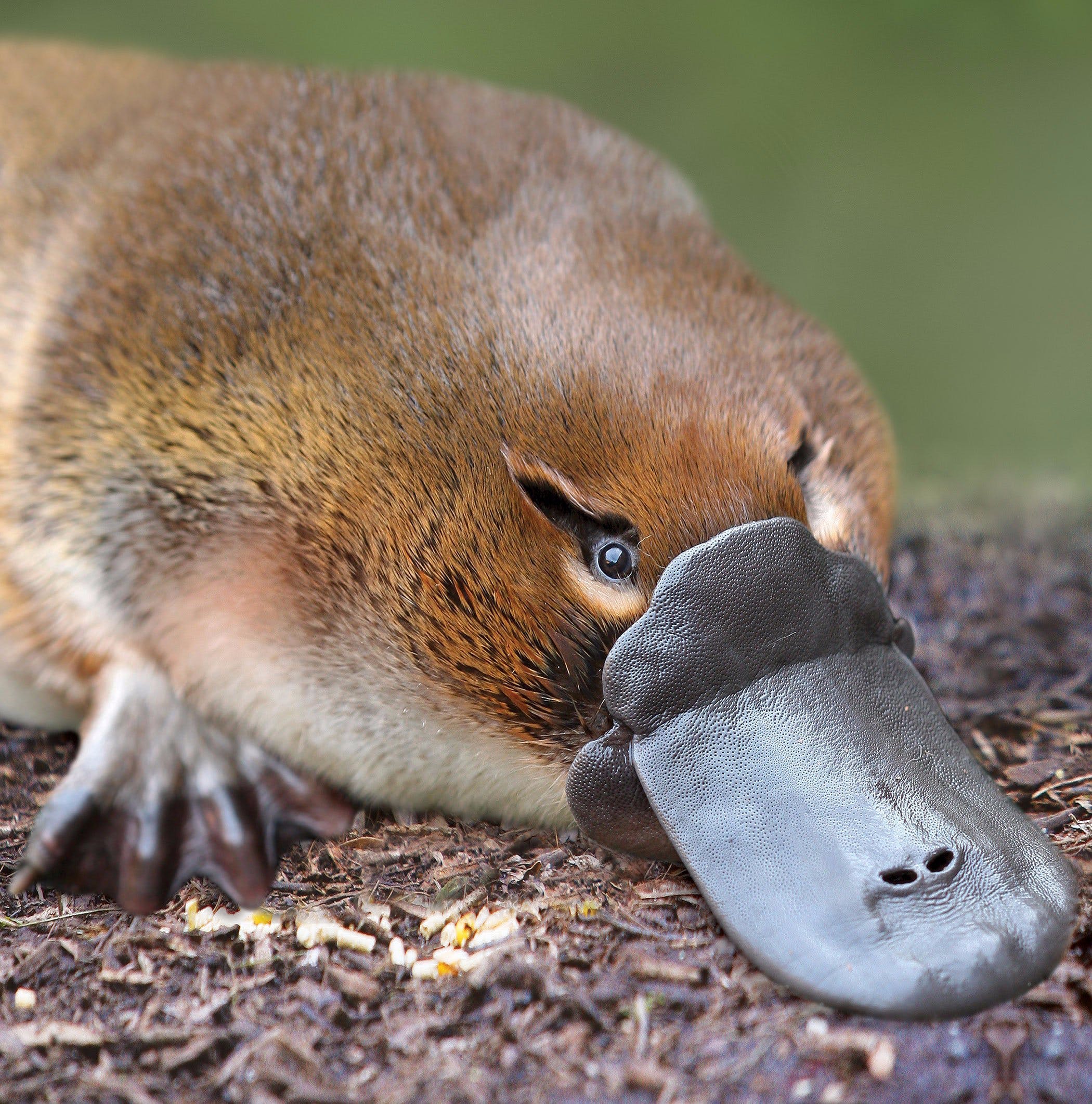 Bcc2250Abda09814D67Cb9220Dd568D9