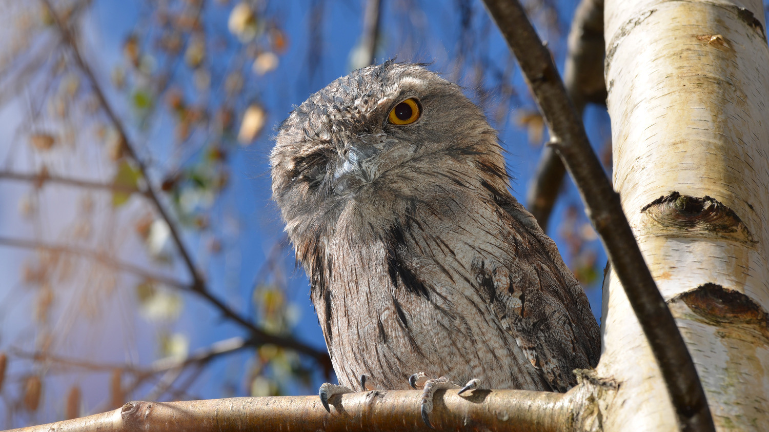 Bird looking at camera 3000px