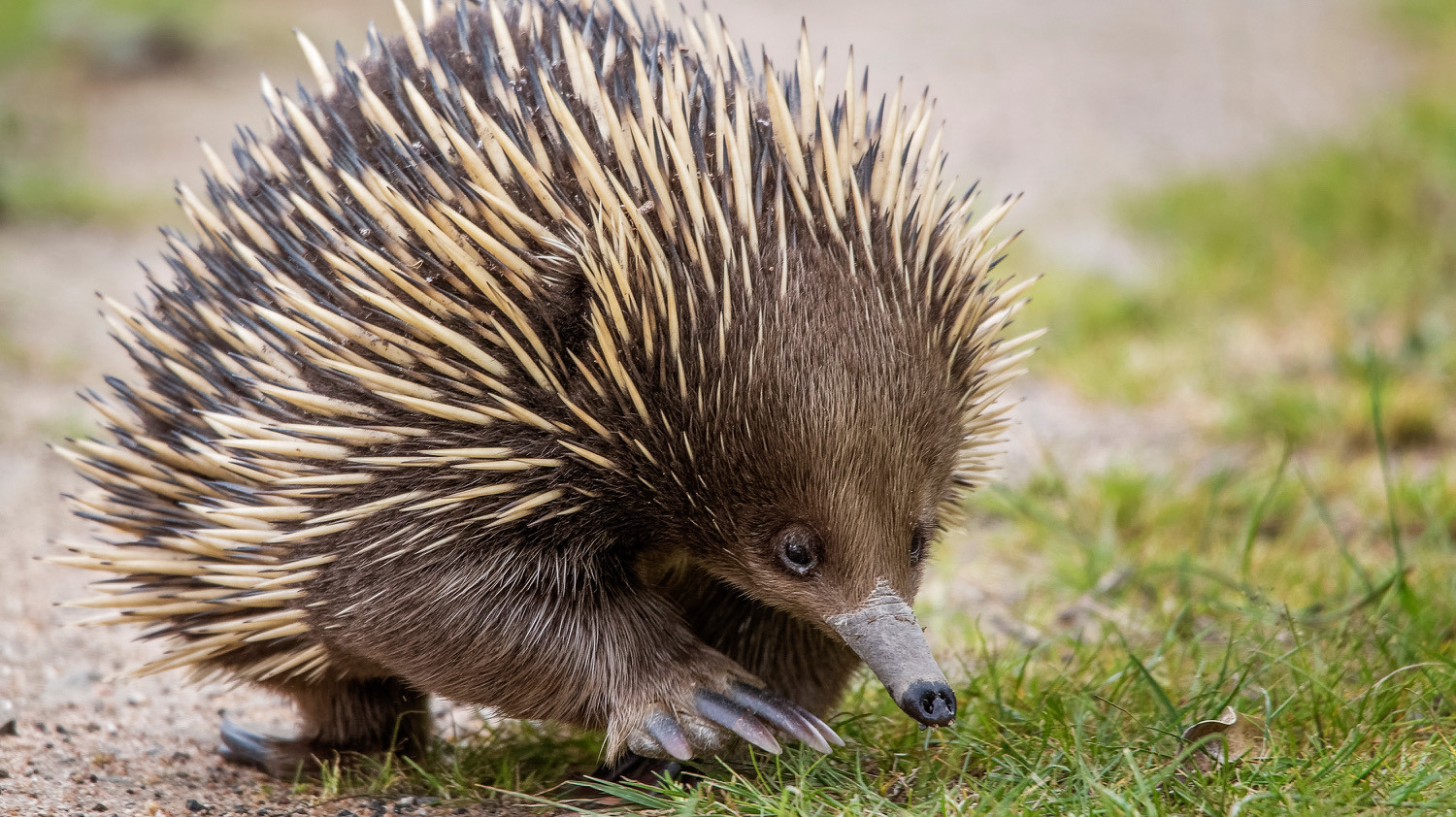 Echidna walking 3000px