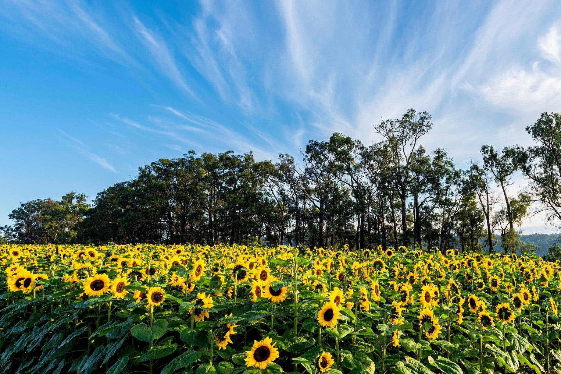 Fa51C5F919E4B6Dac6Cab3D1A1Be9113