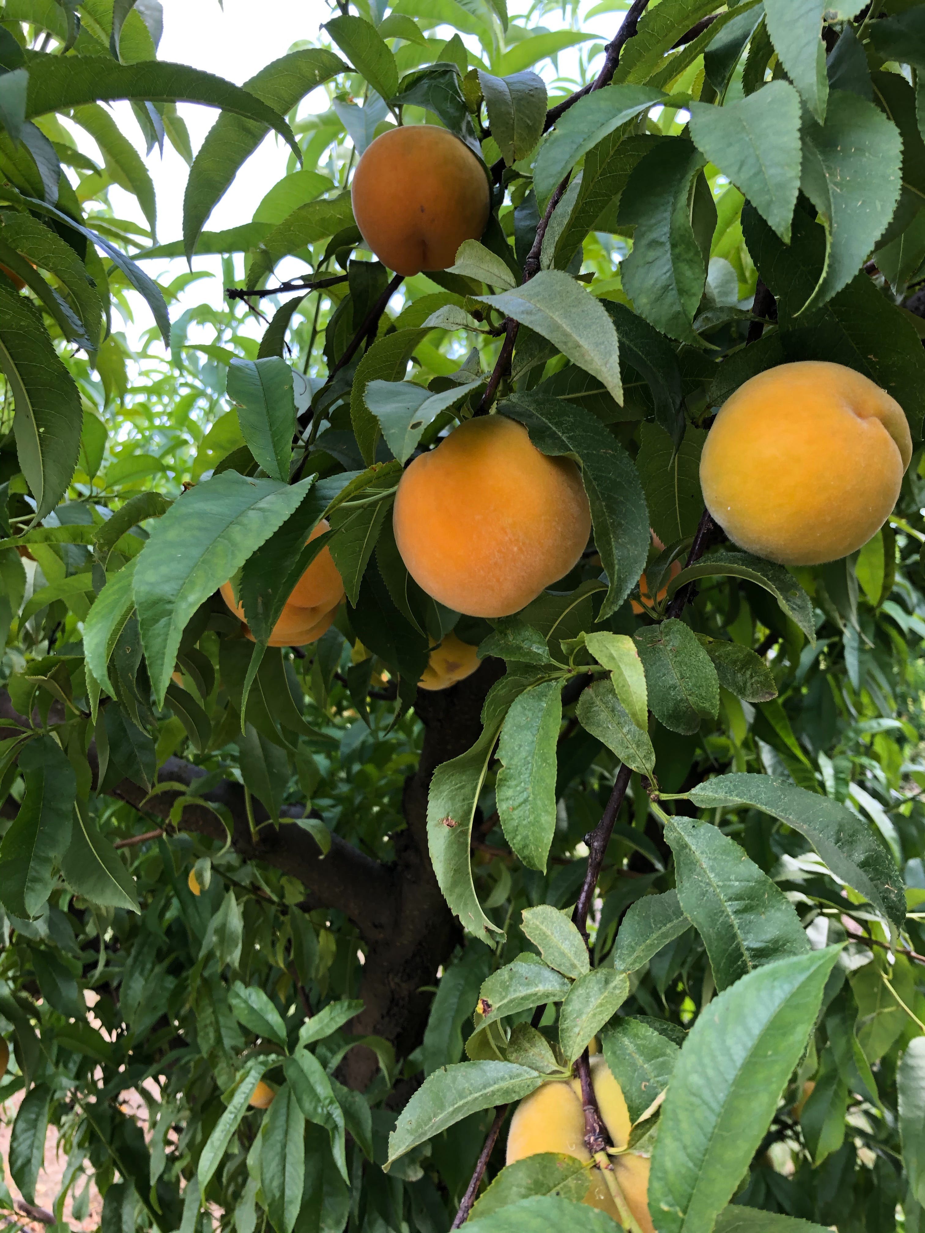 Fafdb62393D107Eba92D3B0Fef4Ebd12