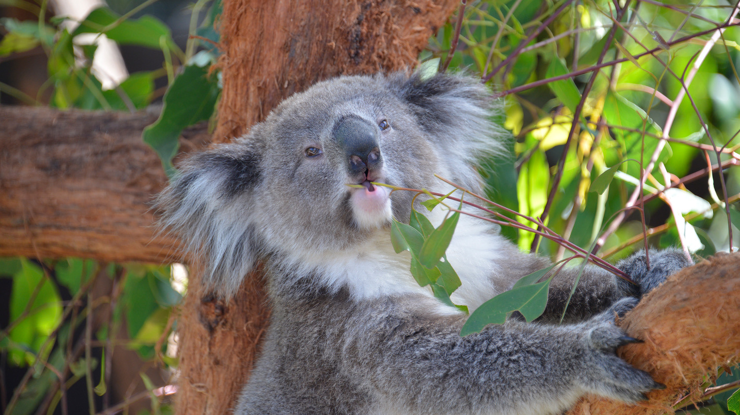Koala eating closeup 3000px