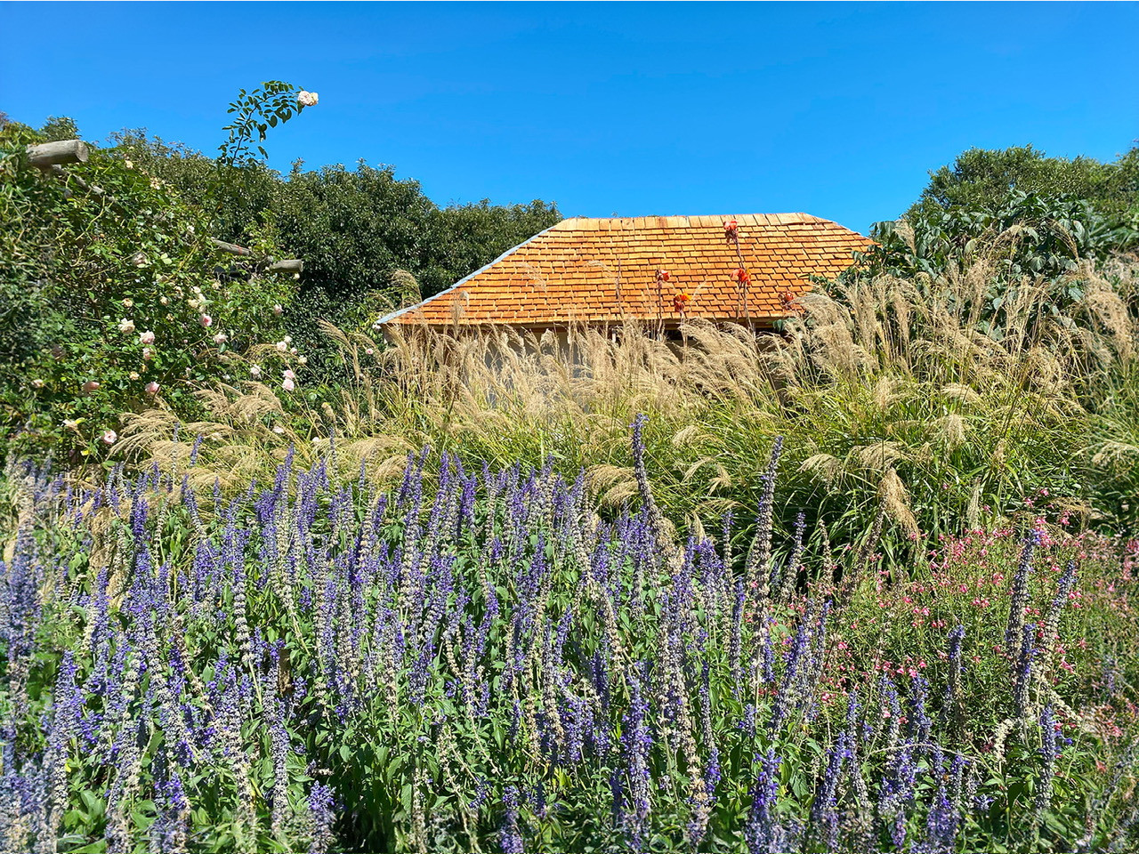 Lavender garden 1600px