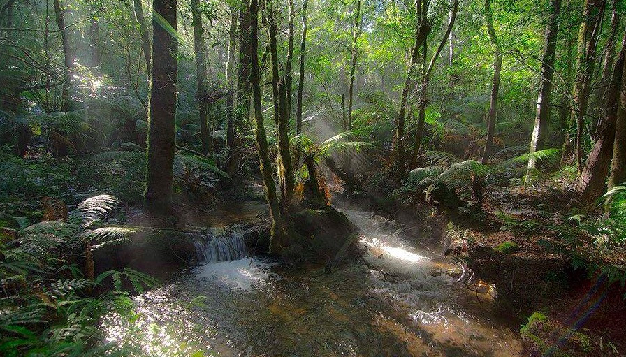 Toolangi state forest