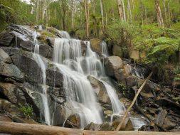 Toorongo falls reserve
